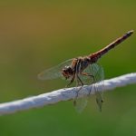 food sensitivity symptoms