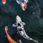 genetic variation