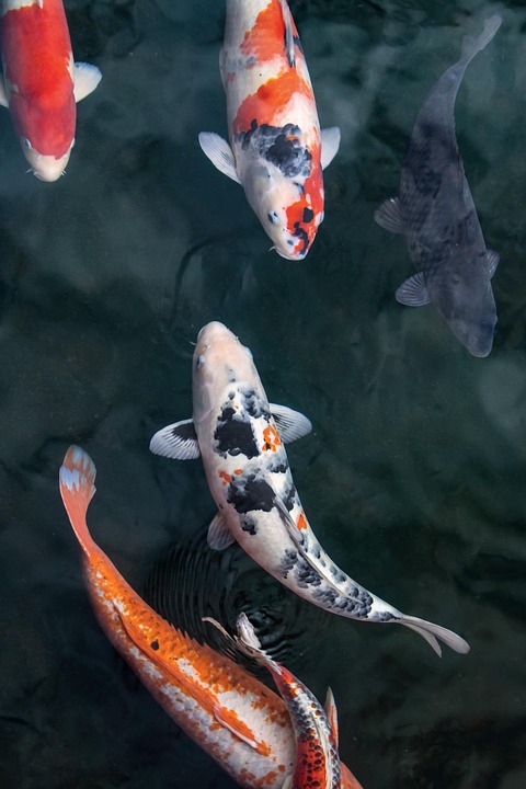 genetic variation