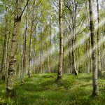 food sensitivity vs allergy