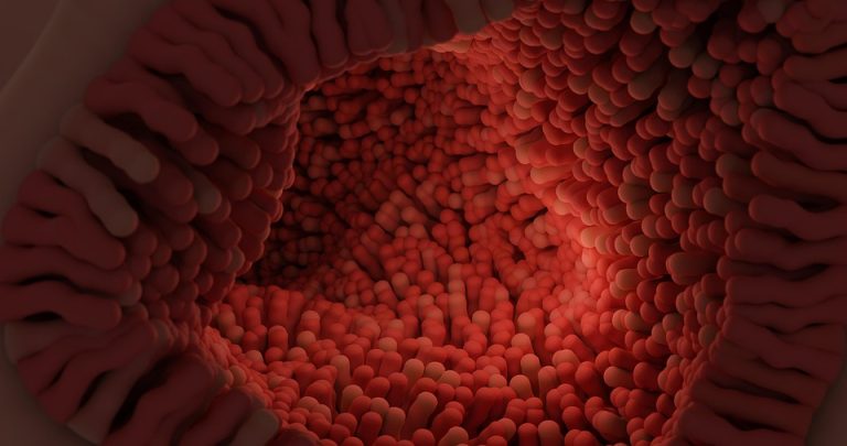 digestive health