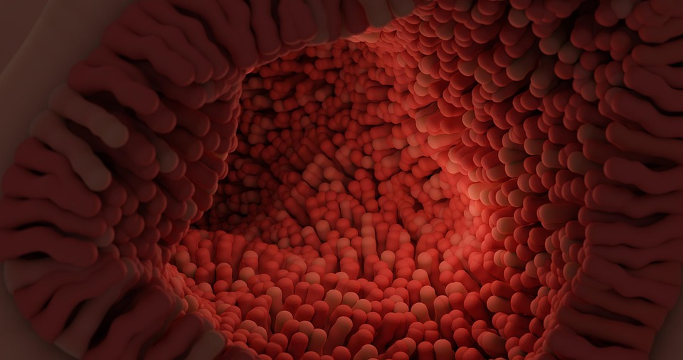 digestive health