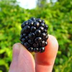fiber rich foods