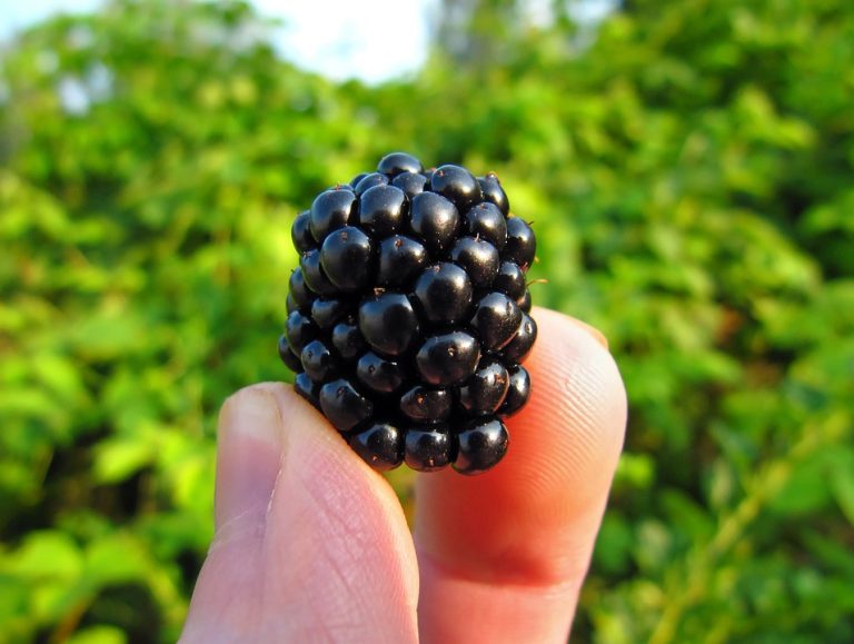 fiber rich foods