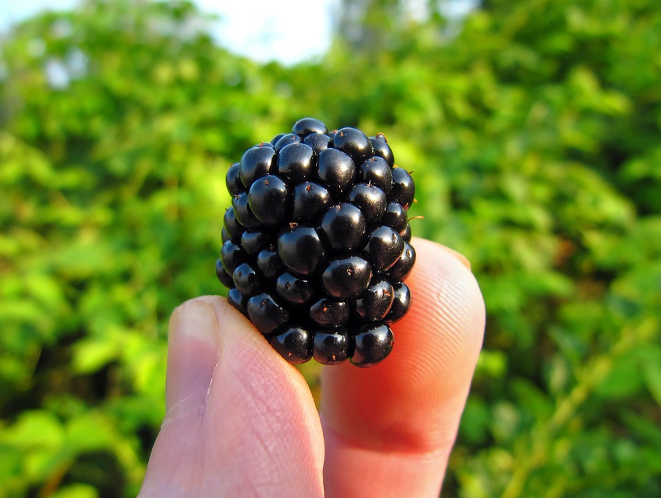 fiber rich foods