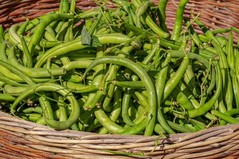 fiber rich foods