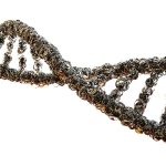genetic traits
