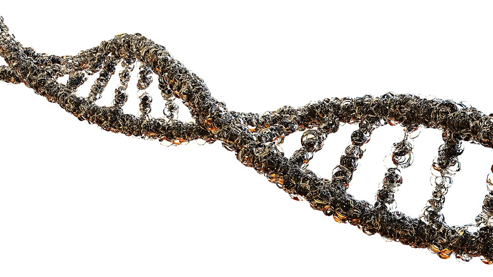 genetic traits