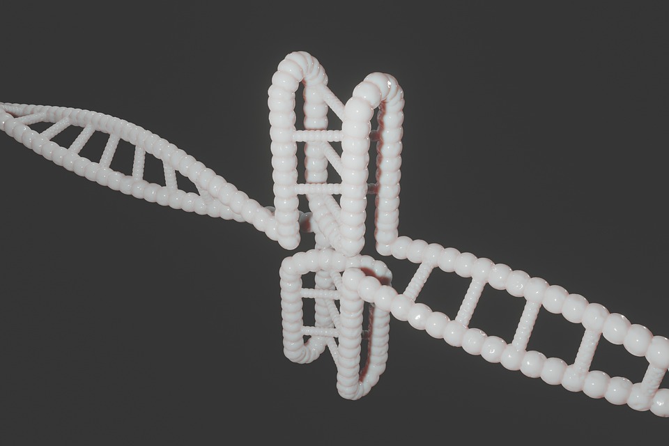 understanding DNA