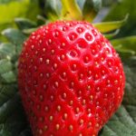 foods that may cause digestive discomfort
