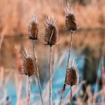 genetics and disease